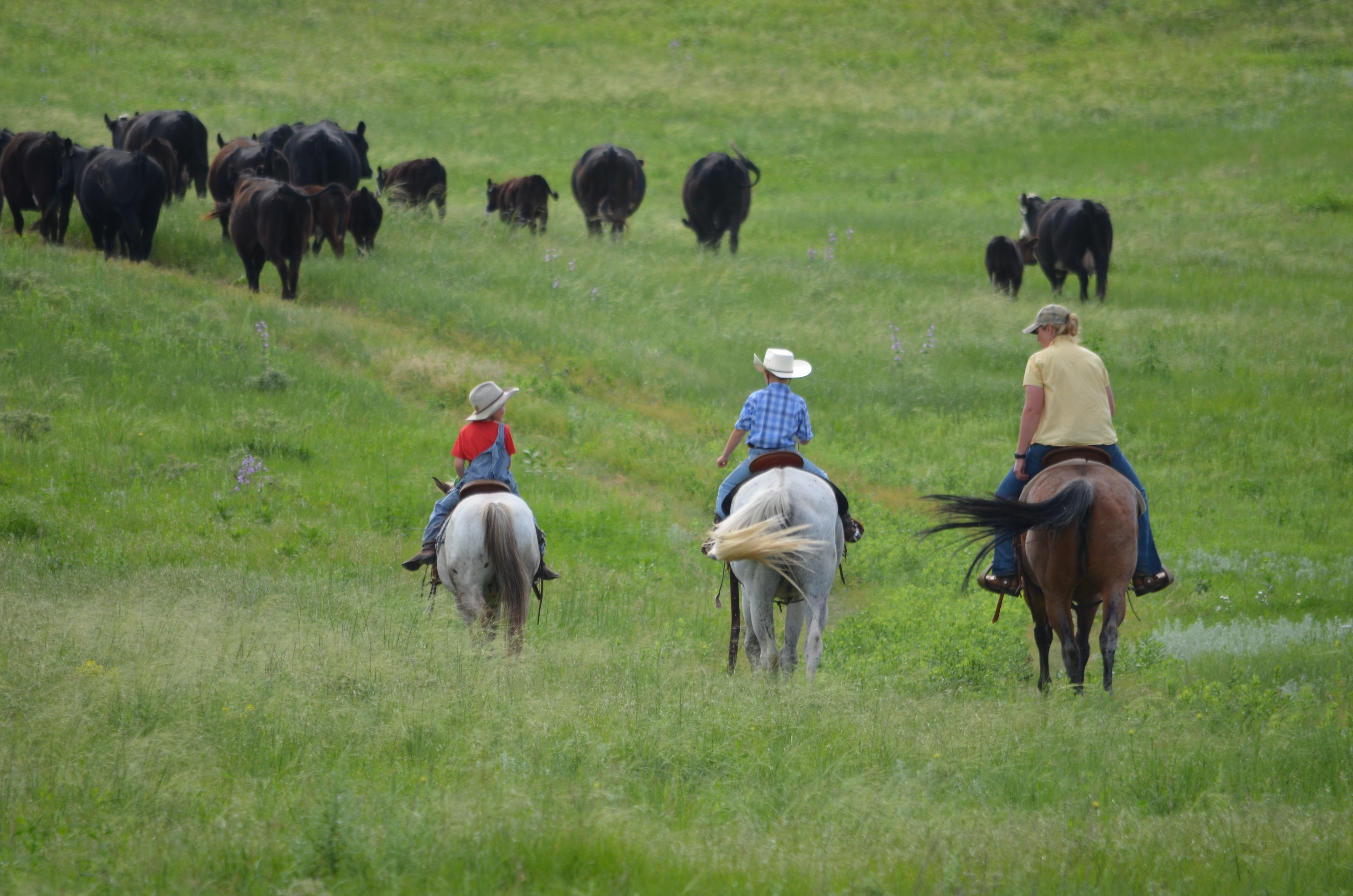 Growing Resilient Series: Switzer Ranch Staying Resilient with Long-Term Outlook