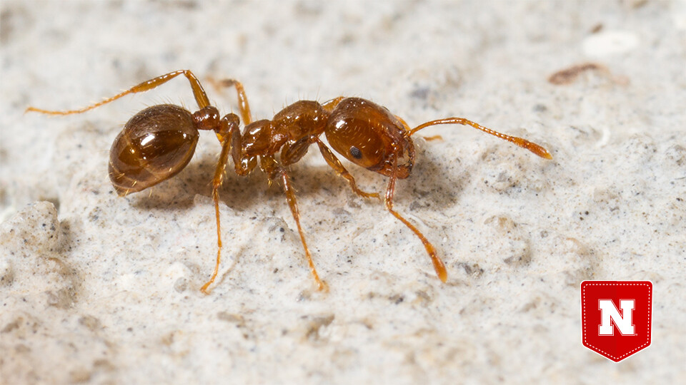 Fire away: Removing invasive ants could boost burrow ecosystems