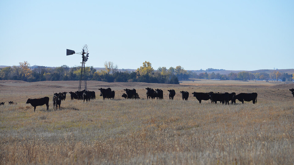 Nebraska Integrated Beef Systems Hub recaps milestones