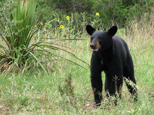 image of bear Diana tracked