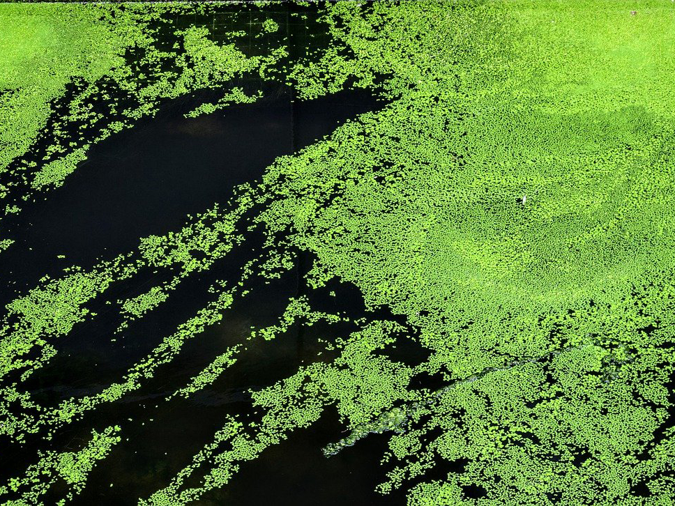 image of a river with duck weed / algae