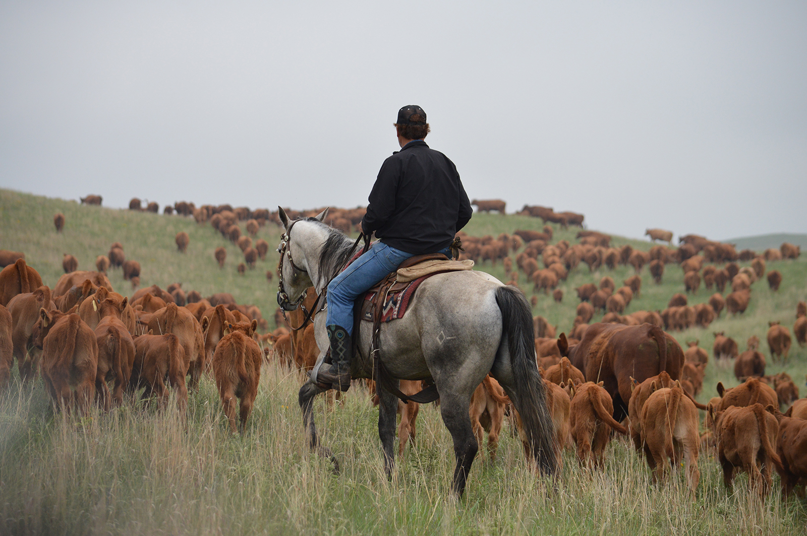 moving cows across prairie by horseback
