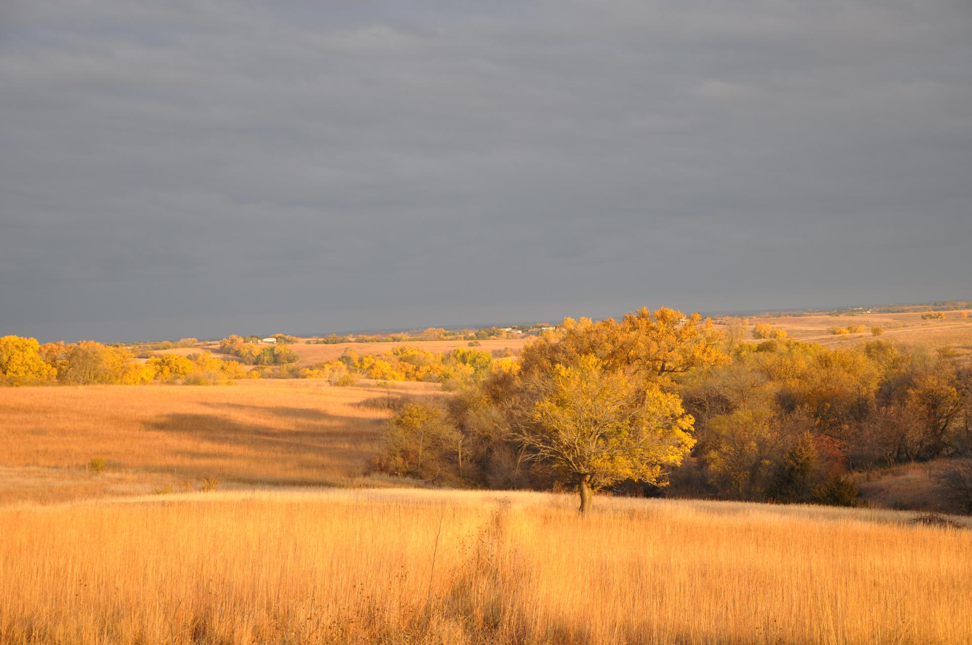 photo of Denton prairie