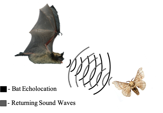 image showing how sound waves travel back towards bats for them to navigate in total darkness