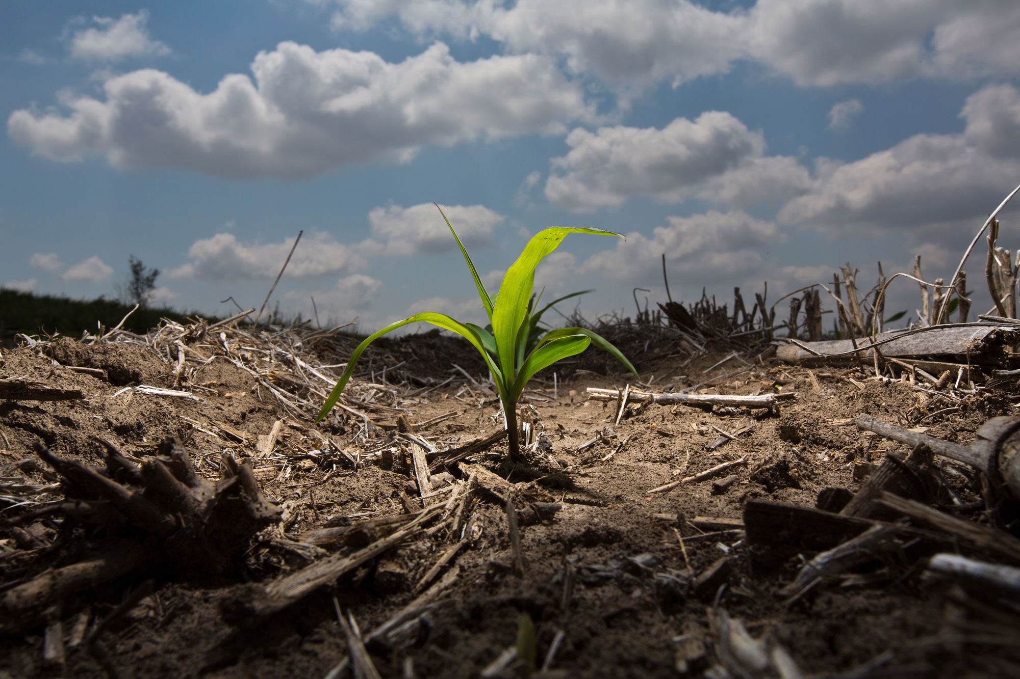 Corn crop growing in field