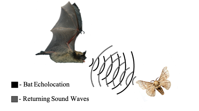 Bat Sound Waves figure