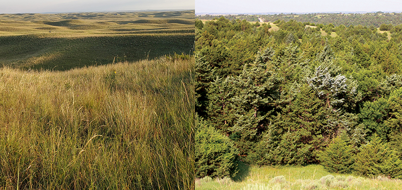 Two comparitive photos - one of sandhills prairie and one of forest