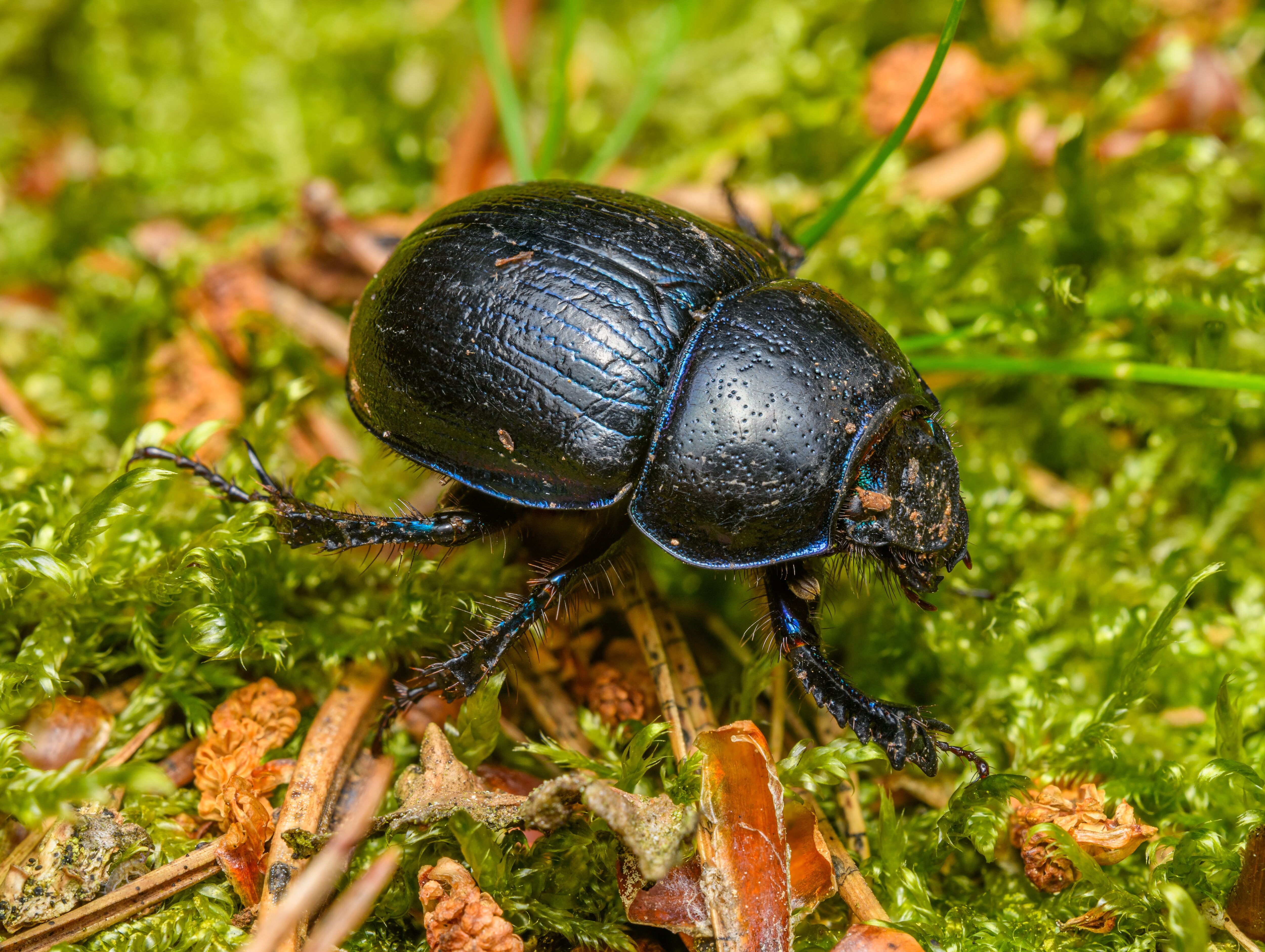 a black dung beetle on moss and twigs
