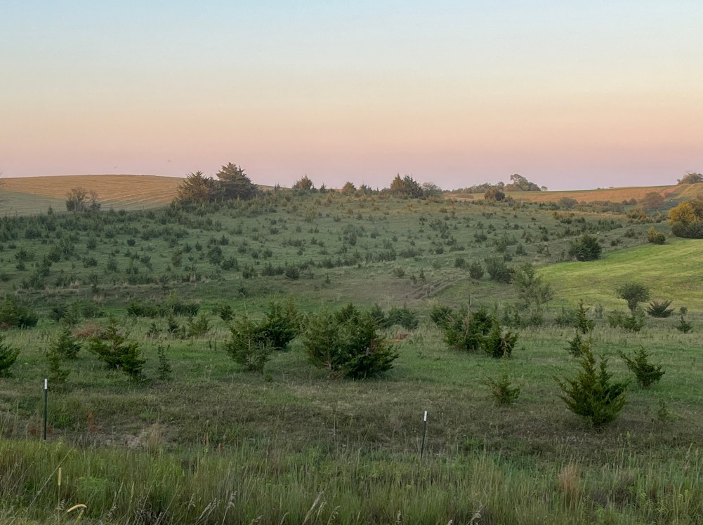 Grassy hills with scattered small trees under a pastel-colored evening sky.
