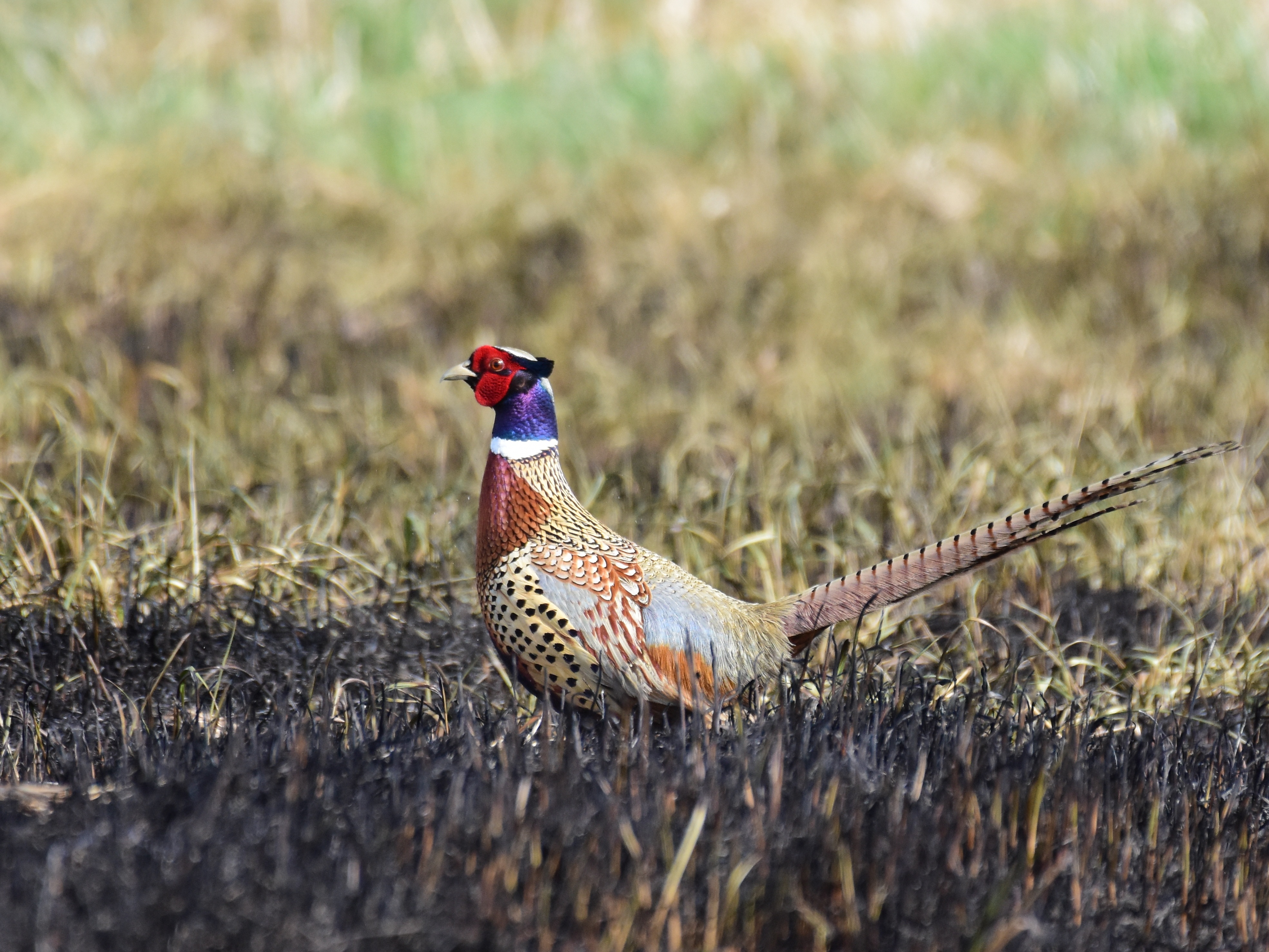 Pheasant with colorful plumage standing in a grassy field.