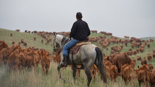 Photo of rancher on horse moving cattle in the Nebraska sandhills