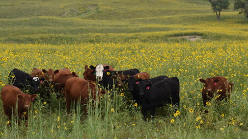 Cattle Grazing at Barta Brother Ranch