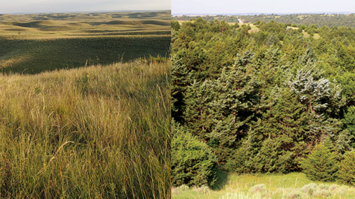 Two comparitive photos - one of sandhills prairie and one of forest