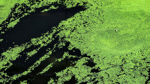 Lake Algae