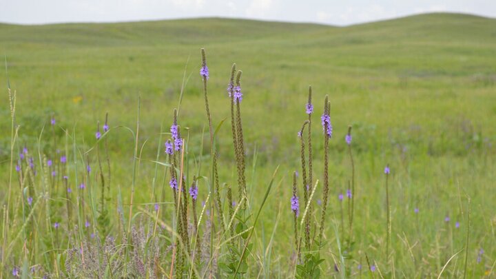 Natalie Jones | IANR Media The Nebraska Environmental Trust has awarded 23 grants totaling more than $2.1 million to University of Nebraska–Lincoln projects.