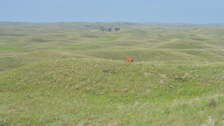 Cow grazing on Sandhills grasses