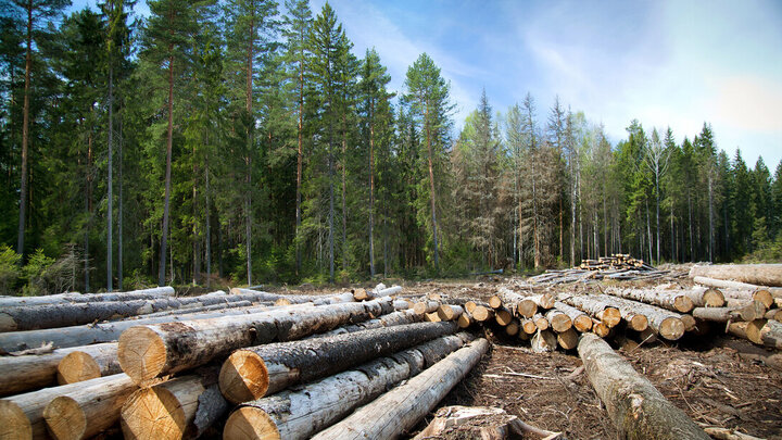 forest resilience