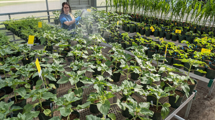 Araceli Gomez Villegas has observed that the rallying cry “Save the insects!” draws far less enthusiasm than one like “Save the pandas!” She hopes her work in entomology can help change that.