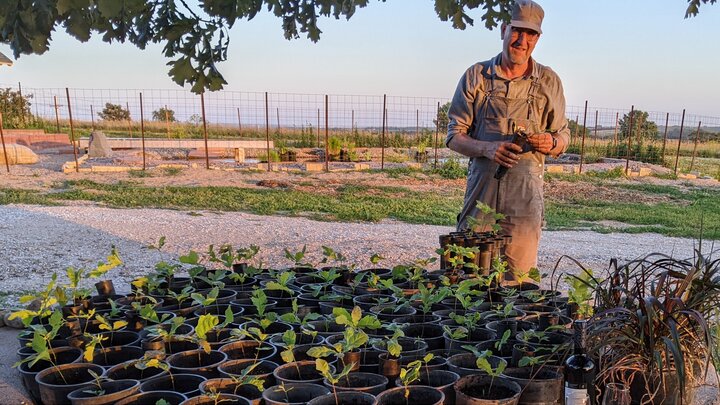Doug Dittman grows seedlings from acorns.