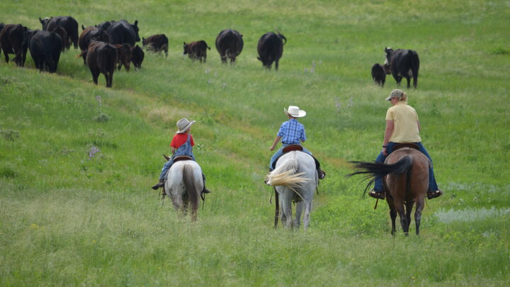 Switzer family herding cattle on horseback