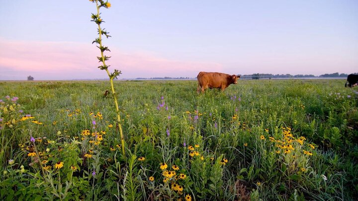 Helzer discusses building resilient land with cattle and fire