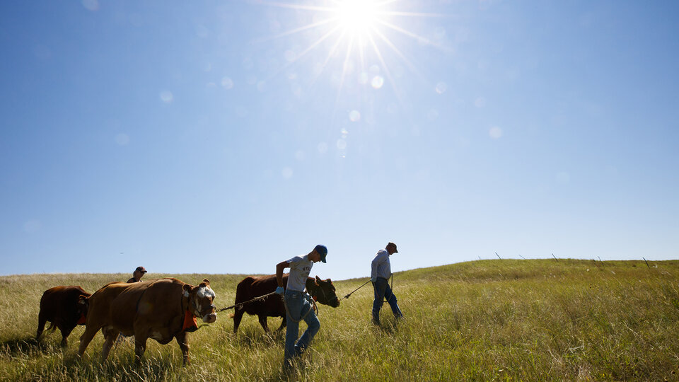 cattle being led by farmers across prairie