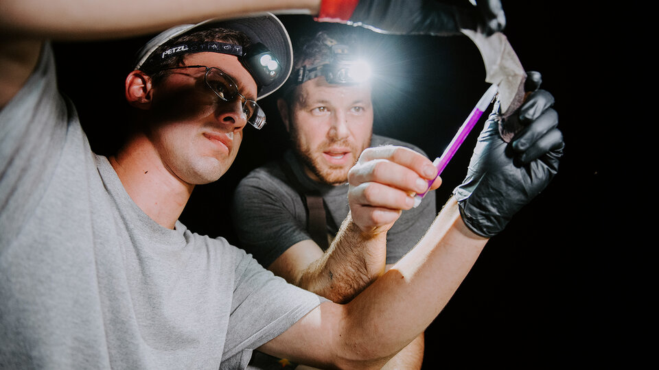 photo of research being performed on a bat