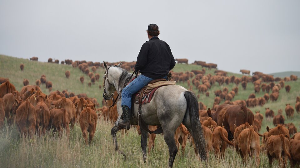 Photo of rancher on horse moving cattle in the Nebraska sandhills
