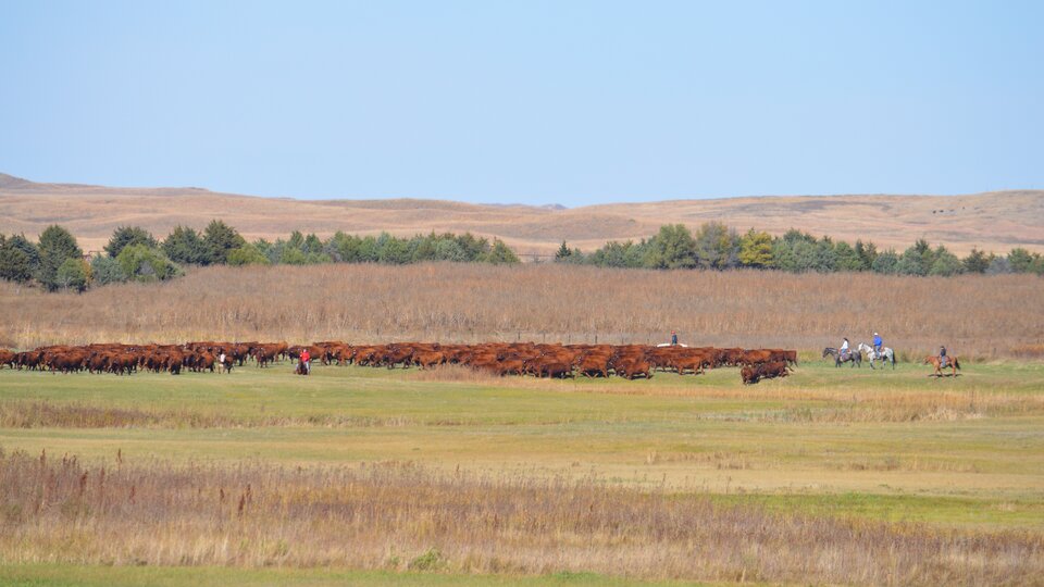 Ranchers on horseback herding cattle in the Nebraska sandhills