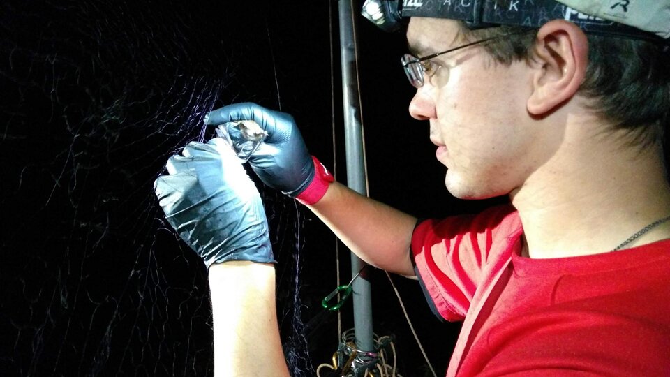 photo of man researching a bat