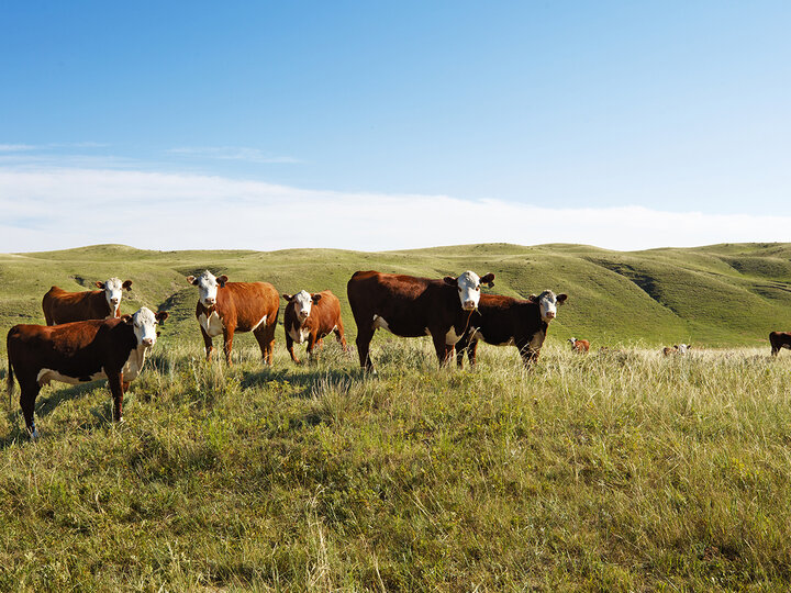 cattle grazing in a pasture