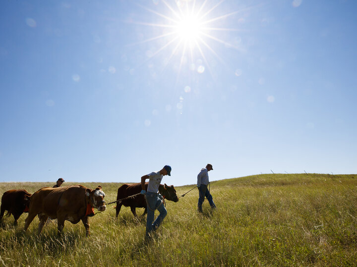 cattle being led by farmers across prairie