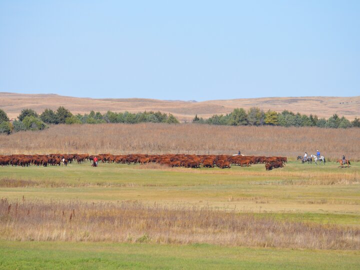Ranchers on horseback herding cattle in the Nebraska sandhills