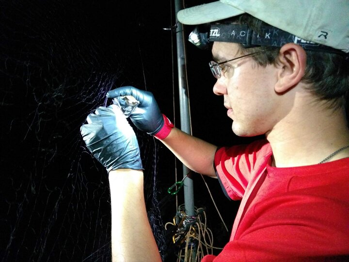 photo of man researching a bat