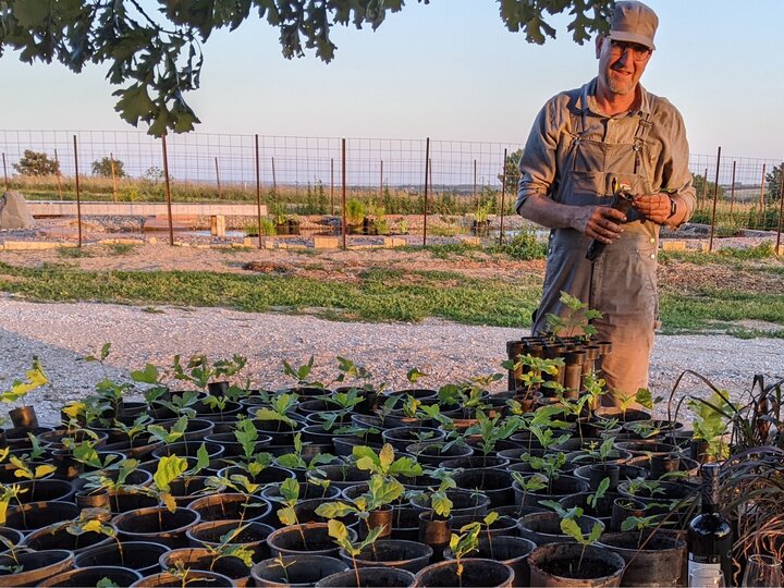 Doug Dittman grows seedlings from acorns.