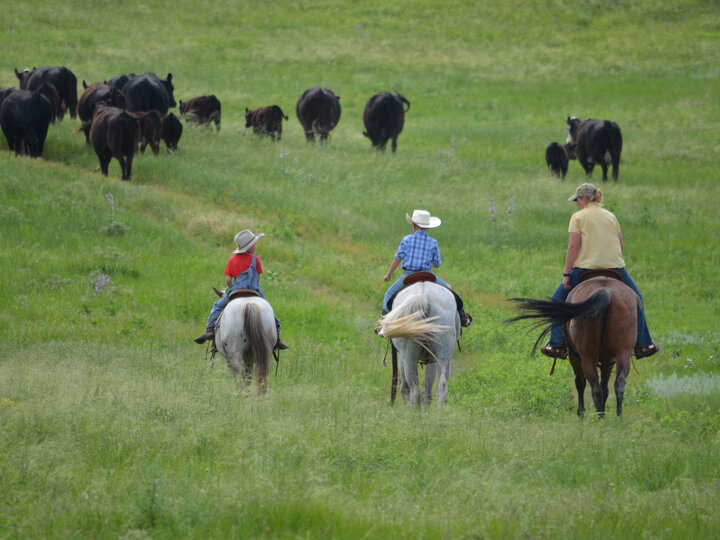 Switzer family herding cattle on horseback