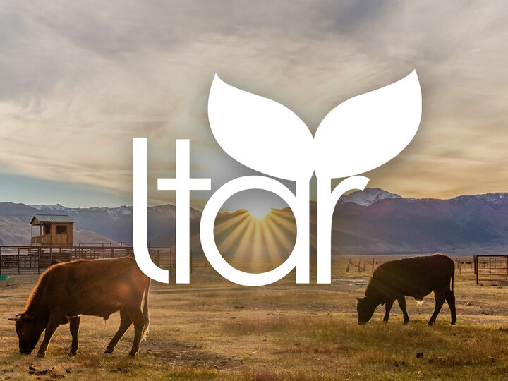 LTAR logo overlayed on an image of cattle grazing