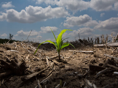 Corn crop growing in field