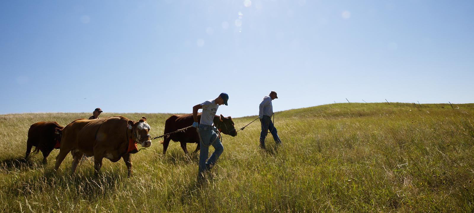 leading cows across pasture