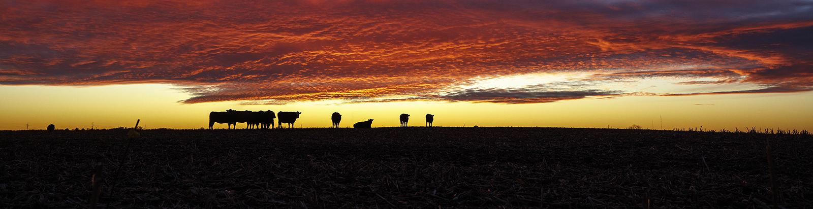 cattle-sunset